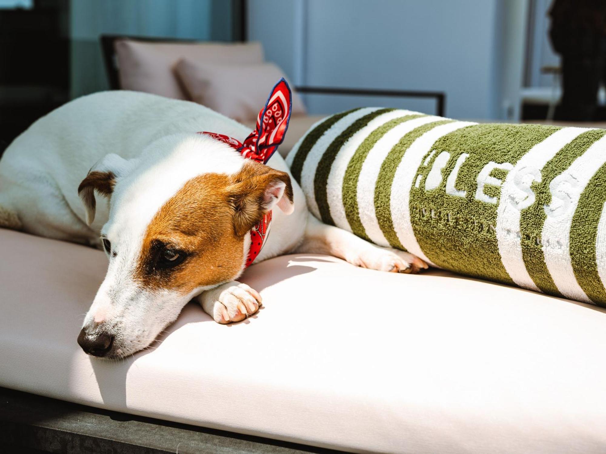 Bless Hotel Ibiza - The Leading Hotels Of The World Es Cana Exterior foto A dog wearing a bandanna